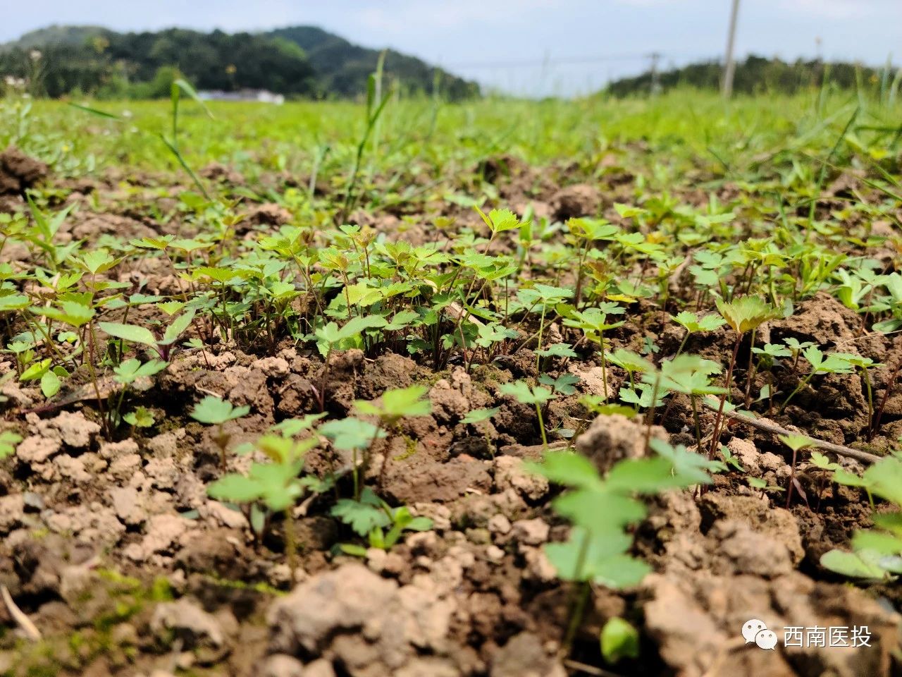 戰“疫”不誤農時，春來藥材種植忙—西南醫投產業扶貧闖出新路子