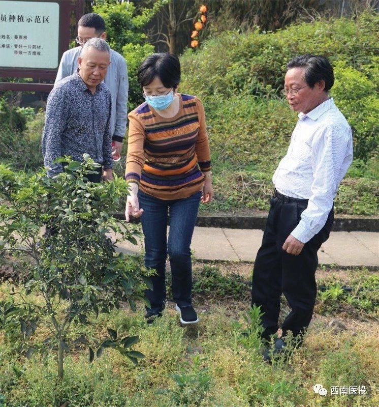 黃露董事長視察天植中藥枳殼（枳實）基地